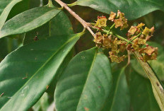 Manfaat Air Rebusan Daun Salam, Kolesterol Bakalan Ambyar