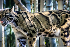 Hati-Hati Sanksi Pidana! Inilah Jenis Kucing Langka yang Dilarang Dipelihara di Indonesia