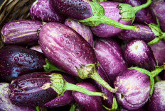 Panduan Lengkap Cara Menanam Terong Ungu di Dalam Pot untuk Pemula