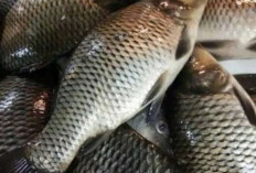 Bisnis Ternak Ikan Mas, Ini Cara Budidayanya Dijamin Untung Besar