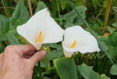 20 Jenis Bunga Putih Terindah untuk Mempercantik Taman, Elegan dan Mudah Dirawat