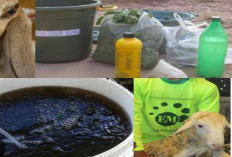 5 Manfaat Urine Kambing untuk Tanaman, Bantu Jaga Kesuburan 