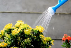 Tips Memilih Tanaman Hias untuk Mempercantik Halaman Depan Rumah Minimalis