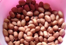 5 Khasiat Minyak Kacang Tanah yang Bikin Kaget