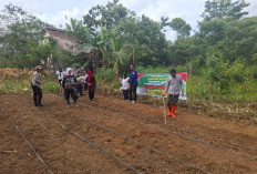 PemDes Sungai Gerong Laksanakan Kegiatan Penanaman Jagung Program 