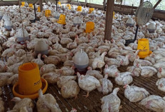 Biaya Produksi Ternak Tinggi, Permindo Minta Kebijakan Berpihak ke Peternak
