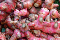 Obati Asam Urat dengan Mengonsumsi 4 Bahan Alami Ini
