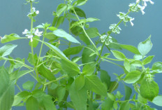 4 Khasiat Daun Kemangi Campur Lemon yang Bikin Kaget