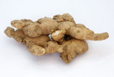 Asam Lambung Kumat? Coba Atasi dengan 4 Herbal Ampuh Ini