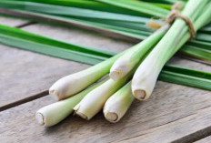 3 Tanaman Pengusir Nyamuk yang Bisa Ditanam di Rumah