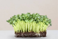 Intip Cara Menanam Kangkung dengan Teknik Microgreen