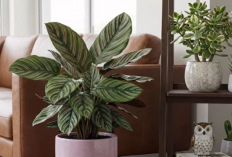 20 Jenis Tanaman Hias Indoor untuk Interior Rumah Minimalis dan Rumah Mungil