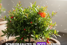 Tanaman Hias Media Air Jadi Tren Dekorasi Rumah Modern