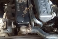 Beda Mesin Panther Tidak Turbo dan Turbo