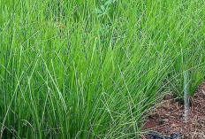 3 Tanaman Pencegah Longsor yang Bisa Ditanam