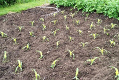 Cara Semai Jagung Manis untuk Pertumbuhan Optimal