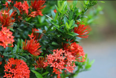  3 Tanaman yang Bisa Dijadikan Pagar Rumah