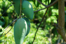 6 Manfaat Air Rebusan Daun Mangga, Bantu Obati Batu Ginjal