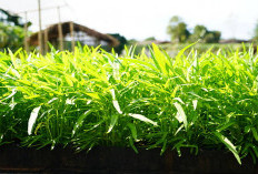 Cara Menanam Kangkung Hidroponik di Ember: Solusi Kebun Mini untuk Warga Kota