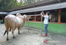 Dua Sapi Asal Bantul Lolos Seleksi Kurban Presiden Prabowo untuk Iduladha 1447 H