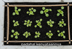 Cara Menanam Sayuran di Lahan Sempit: 7 Tanaman Paling Produktif untuk Rumah Minim Lahan