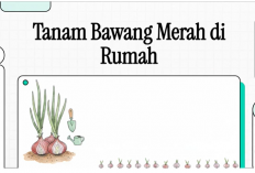 Cara Menanam Bawang Merah di Rumah: Panduan Praktis dan Hasil Melimpah