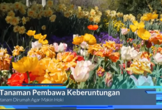 15 Tanaman Pembawa Rezeki dan Keberuntungan Menurut Feng Shui