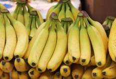 Jenis Pisang untuk Diet yang Bisa Dipilih, dari Pisang Kepok hingga Pisang Cavendish