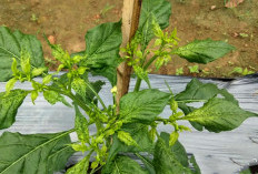 Cara Mengatasi Daun Tanaman Cabai Rawit yang Keriting