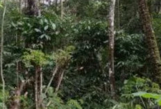 Penyebab Kopi Gagal Berbunga dan Cara Mengatasinya