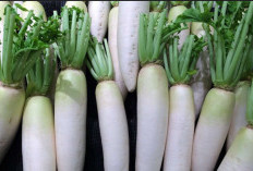 Khasiat Lobak Putih, Ampuh Obati Penyakit Asma