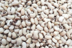 4 Jenis Kacang Terbaik untuk Jantung dan Cara Sehat Konsumsinya