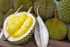 Bukan Cuma Lezat, Durian Ternyata Punya Manfaat untuk Kesuburan Wanita