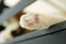Rahasia Keberuntungan: Mengenal Ciri-Ciri Kucing Pembawa Rezeki Menurut Mitos dan Primbon