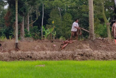 Sambut MT1 Juli 2026, Petani Lebong Tengah Diminta Segera Bersihkan Lahan Sawah