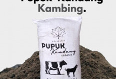 Cara Fermentasi Kotoran Kambing Yang Bau Bisa Jadi Pupuk Subur