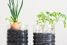 Catat, Ini Tanaman yang Cocok Ditanaman Dalam Botol Bekas 