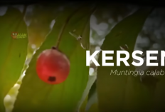Kersen: Tumbuhan Perintis dengan Manfaat Ekologis dan Khasiat Tradisional