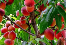 5 Khasiat Jus Buah Persik, Penyakit Ini Bakalan Tidak Berkutik