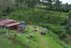 Kampung Koboi Tugu Selatan, Wujud Transformasi Desa Berbasis Potensi Lokal dalam Program Desa BRILiaN