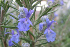 3 Tanaman Pengusir Tikus Untuk Dirumah 