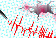 Gempa M 7,7 Guncang Flores, BMKG Keluarkan Peringatan Dini Tsunami