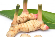 Cara Menanam Lengkuas Dalam Pot agar Rimpang Besar 