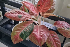 20 Tanaman Hias Indoor untuk Rumah Minimalis & Mungil, Bikin Hunian Lebih Estetik dan Segar