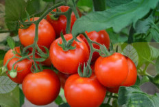 4 Makanan Tinggi Kandungan Vitamin A yang Baik untuk Tubuh