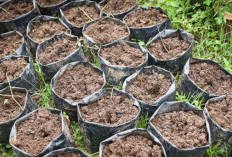 3 Jenis Tanah yang Cocok Untuk Tanaman Cabe, Hasilkan Buah Lebat