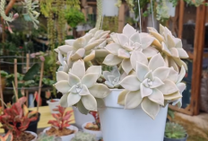 Jenis Tanaman Hias Penghasil Oksigen dalam Rumah