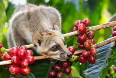 3 Manfaat Kopi Luwak, Baik untuk Menjaga Kesehatan Kulit