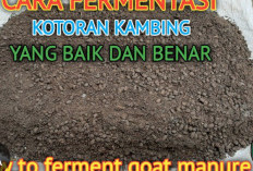 Cara Fermentasi Kotoran Kambing untuk Pupuk Organik