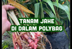 Rahasia Jahe Merah Subur Di Polybag, Auto Panen Besar